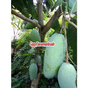 Bibit mangga gadung 1 meter up Batang besar