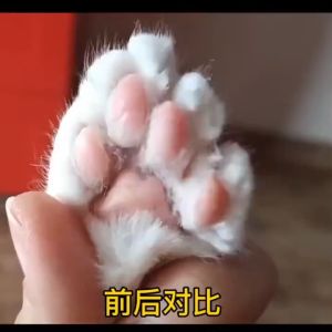Clipper Paw untuk Anjing & Kucing: Alat Cukur Bulu Kucing Berkualitas