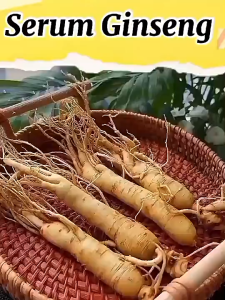 MOIKA KORMESIC Esensi anti kerut ginseng Ginseng serum wajah Ginseng gold polypeptide essence Esensi anti penuaan polipeptida FA