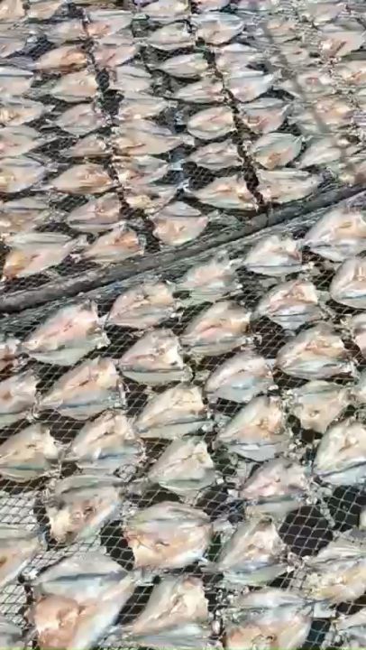 KHÔ CÁ ÚC LẠT - TƯƠI CHIÊN, NƯỚNG THƠM NGON 1KG/ 500GRAM/ 250GRAM - ĐẶC ...