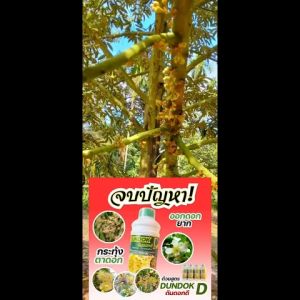 ส่งไว ดันยอดดี เร่งดอกดก ขั้วเหนียวติดดก เปิดตาดอก ใช้ได้กับพืชทุกชนิด