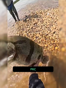 PKC Fishing Bait Crankbait Minnow Lures Deep Diving Wobbler Swimbait 10g 2 Treble Hook 3D Lifelike Eyes Fishing Lure