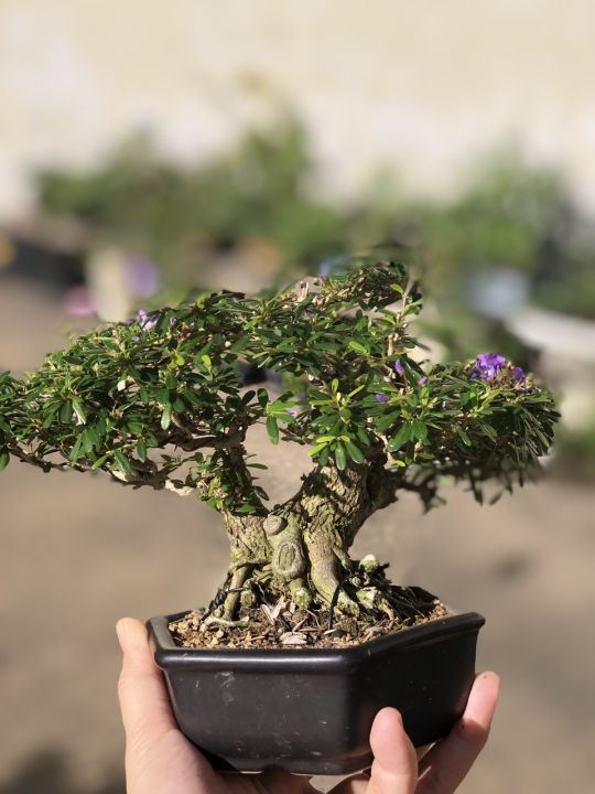 c%C3%A2y%20c%E1%BA%A3nh%20bonsai%20%C4%91%E1%BB%83%20b%C3%A0n,%20linh%20sam%2086%20bonsai,%20d%C3%A1ng%20bonsai%20l%C3%B9n%20-%20Image%203