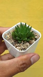 ต้นไม้อวบน้ำ กุหลาบหิน ฮาโวเทีย เรติคูลาตา Haworthia reticulata #succulent #Haworthia