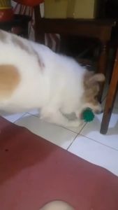 Pet Toy Ball / Dog Toy / Pet Molar Ball / Pet Solution Stuffy Toy Ball / Pet Vocal Ball