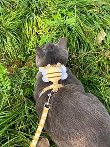 Cute Harness Chest Strapped Leash Collar Pet Cat & Dog | Harness Dada Haiwan Kucing Tali Kolar Comel | 猫犬猫咪狗狗宠物牵引绳子遛狗遛猫防挣脱外出专用防丢失胸背带工字背心背带