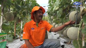 Benih Melon F1 AMANDA TAVI  isi 550 biji Cap Kapal Terbang