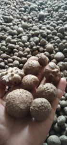 bibit Porang katak super siap tanam 1kg  bibit Porang  katak super sudah dorman
