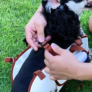 【24 hours delivery】Portable Adjustable Crossbody Pet Carrier Bag for Small Dogs Cats Outdoor Travel Breathable Shoulder Strap Cartoon Design