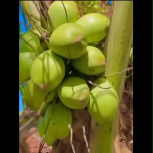 Bibit Kelapa Pandan Wangi Super Unggulan