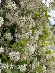 Windmill Jasmine Seed 风车茉莉种子 茉莉花 驱蚊种子Jasmine Flower Mosquito Repellent Seed Strong Fragrance Climbing Vine Plant Four Seasons Flowering Ornamental Flowers