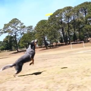 เล่นสุนัข จานบิน จานร่อนฝึกสุนัข เป็น ของเล่นสัตว์เลี้ยง จับถนัดมือสัตว์เลี้ยงจานร่อนยางซิลิโคน ตรงกับพารามิเตอร์ของคุณ