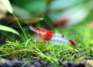 RILI SHRIMP - PAKET UDANG HIAS AQUARIUM AQUASCAPE - UDANG HIAS AIR TAWAR - PEMBERSIH AQUARIUM AQUASCAPE - HIASAN AQUARIUM AQUASCAPE