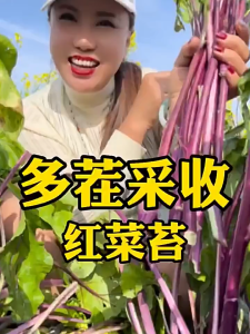 Red Choy Sum SeedsBiji Bernih Sawi Merah (150 Seeds)