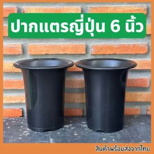 กระถางปากแตรญี่ปุ่น 6 นิ้ว กระถางทรงญี่ปุ่น กระถาง6นิ้ว กระถางแคคตัส
