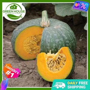 Green House® - Kalabasa Seeds for Planting Vegetable Plants (20 Seed) incl. Planting Instructions Squash Plant Pumpkin