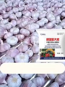 💥เติบโตอย่างบ้าคลั่งถึง 50000 โล💥ฮอร์โมนมันสำปะหลัง×100 ปุ๋ยมันสำปะหลัง ฮอโมนเร่งหัว ขยายตัวอย่างรวดเร็ว แป้งเยอะ ต้านทานโรค เพิ่มผลผลิตและปรับปรุงคุณภาพ เหมาะสำหรับพืชใต้ดินหลายชนิดผักราก ปุ๋ยมันสำปะลัง ปุ๋ยเร่ง พลังมันส์5ลิตร ผงดำkga ยาระเบิดหัวมัน