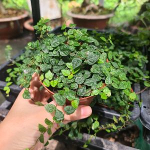 Vảy Ốc Minima| Cây Thủy Sinh Terrarium Paludarium