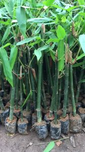 Cây Giống tre Luồng Thanh Hóa - giống tre cho măng cực ngon cả tươi và khô