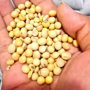 KACANG KEDELAI SUPER IMPORT 1 KG(GRADE.A) KACANG KEDELAI SOYBEAN