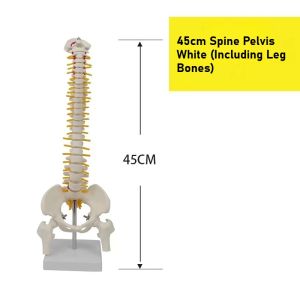 Theratools | Human Colored Spine Model with Pelvis Adult Skeletal Anatomy Display Dynamic Teaching Rehabilitation Training Medical Study Aid