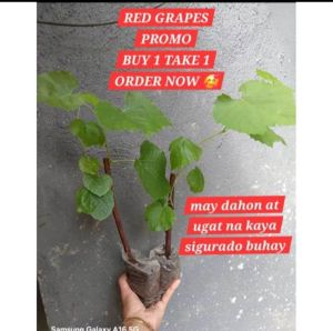 B1T1 CATAWBA GRAPES PLANT MABILIS MAG BUNGA MADALING BUHAYIN MARAMING HEALTH BENEFITS
