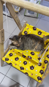 Anti-Rollover Solid Wood Swing Bed For Pet / Cat Hammock / Double Deck