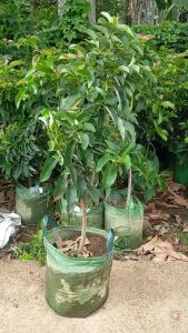 BIBIT ALPUKAT MIKI BATANG BESAR DAN TINGGI FULL MEDIA