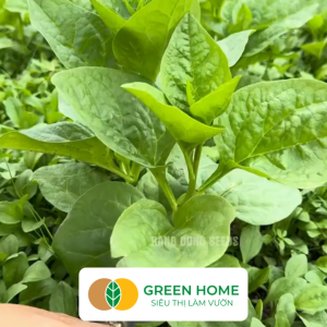 Hạt Giống Rau Mồng Tơi Greenhome Gói 20g~400 hạt Dễ Trồng Quanh Năm Nảy Mầm Cao Thu Hoạch Nhanh Năng Suất Cao R11