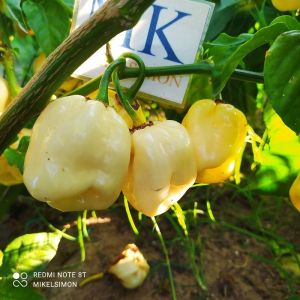 5 BIJI BENIH CABE WHITE GIANT HABANERO REPACK
