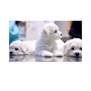 Natures Protection Superior Care White Dogs Dry Food | Adult Small & Mini Breeds | White Fish 10kg