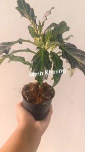 Chậu cây  Kim thất tím hàng hiếm-tốt cho phổihô hấp tiêu hóa -Vườn Minh Khương