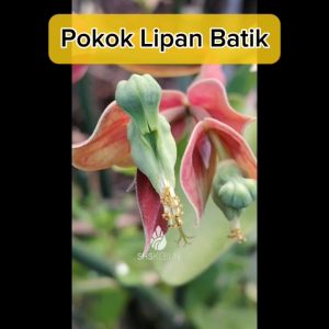 Pokok Lipan Lelipan Batik Live Plant Pedilanthus Variegated Devils Backbone Rare Plant SHS Kebun