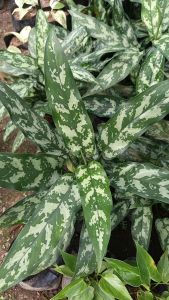 Aglaonema Chinese