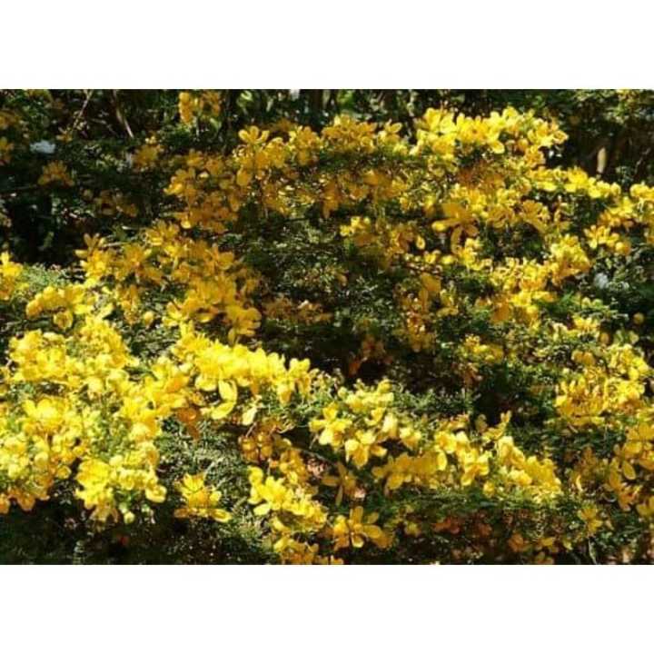tanaman bunga hias akasia golden bunga mas | Lazada Indonesia