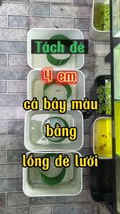 Lồng đẻ cho cá bảy màu mún trân châu bình tích lưới nhựa cứng 3 li cắt sẵn cao 14cm