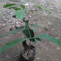 bibit melinjo Tangkil I tanaman pohon melinjo siap di tanam.. 