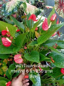 🚛 ส่งฟรี ดอกหน้าวัวแคระสีแดง สีแดงดอกแคระ ไซส์ใหญ่ สีสวย ดอกแข็ง ออกดอกบ่อย เลี้ยงง่าย ดอกบานนาน ชอบน้ำ ชอบร่มรำไร ต้นแข็งแรงสมบูรณ์ พร้อมโชว์ พร้อมกระถาง 6 นิ้ว เหมาะกับการขยายพันธุ์ ตกแต่งบ้าน ของสะสม ของขวัญ ของฝาก 18+ ผู้ใหญ่ วัยทำงาน ทุกเพศ