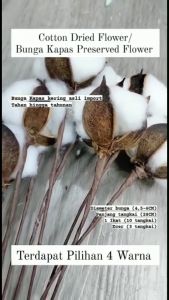 Bunga Kapas Dried Flower: Mengenal Cotton Preserved Flower