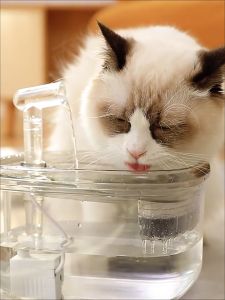 Ranktails น้ำพุแมว น้ำพุแมวอัจฉริยะ น้ำพุกรองน้ำแมวอัตโนมัติ ความจุ 2.3 ลิตร กรองน้ำบริสุทธิ์ น้ำพุแมวเสียงเบา กรองน้ำสะอาด