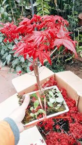 CHẬU PHONG LÁ ĐỎ HÀNG VIP NHƯ ẢNH