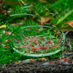 LUCHY WATCHES Glass Aquarium Feeding Bowl Transparent Clear Round Tray Fish Feeder Tray Durable Fish Tank Food Dispenser for Baby Fish Shrimp