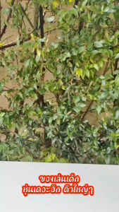 D Kids หุ่นเดอะฮัค เดอะฮัค หุ่นยักษ์เขียว โมเดลหุ่นยนต์ ตัวใหญ่ ใส่ถ่านมีเสียง มีไฟ ของเล่นเด็ก ของขวัญ  TF3699E