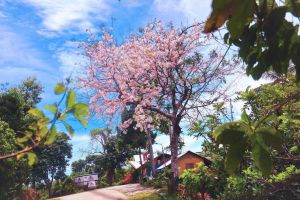 Cherry Blossom tree  Live SEEDLING PLANT BALAYONG PLANT 1-2ft tall! Live plant! BUY 2 PLUS 1 FREE!!!