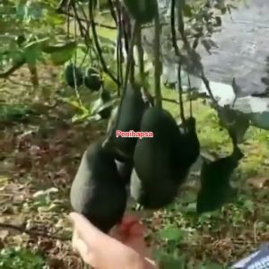 Bibit Alpukat Wurtz Alpukat Mini Super Genjah
