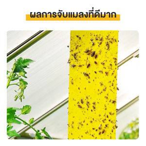 [พร้อมส่ง] 50 แผ่น กาว ดักแมลงวัน กาวดักแมลง กาวดักจับแมลง สีเหลือง กาว กระดาษจับแมลง กับ ดักแมลงกินผัก แมลงทำลายผลผลิต ดักแมลง ศัตรูพืช กาว ดักแมลงวันทอง