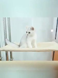 พร้อมส่ง เปลแมว ขนาดใหญ่ (15kg) รับน้ำหนักได้ ที่นอนแมว เปลญวนสัตว์เลี้ยง แขวนตะกร้า บ้านแมว