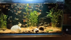 Hiding Cave for Aquarium Decoration Shelter for Small Fish and Shrimp to Play