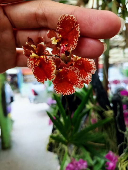 Tolumnia orchid Blooming size||托伦兰成熟植物🌿 | Lazada