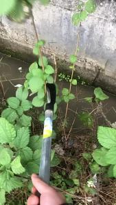 [COD]เคียว เคียวเหล็กแมงกานีส มีดเหล็กแมงกานีส มีดพร้า มีดตัดหญ้า คียวตัดกิ่งไม้ มีดถางหญ้า เคียวเกี่ยวข้าว มีดแมงกานีส มีดเกี่ยวหญ้า เคียวแมงกานีส เคียวเกี่ยวหญ้า